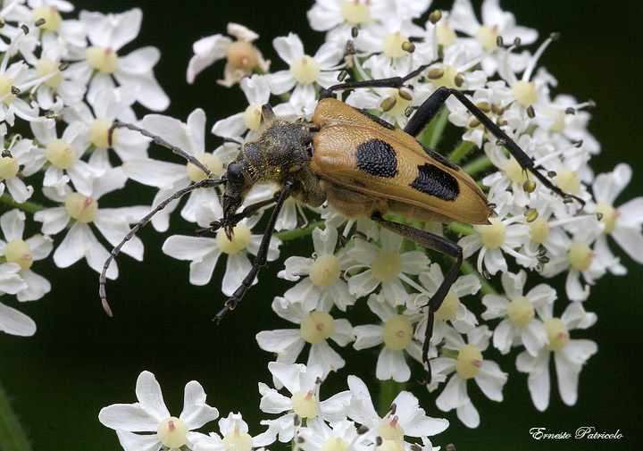 Pachyta quadrimaculata ad Asiago